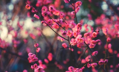 粉红花瓣花的微距摄影